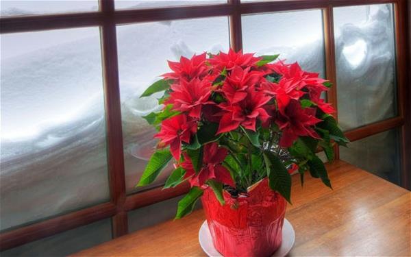 Καλοκαιρινή φροντίδα Poinsettia για εικόνες όμορφη