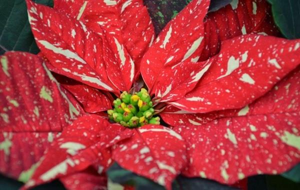 διατηρεί τις εικόνες λουλούδι poinsettia δίχρωμο