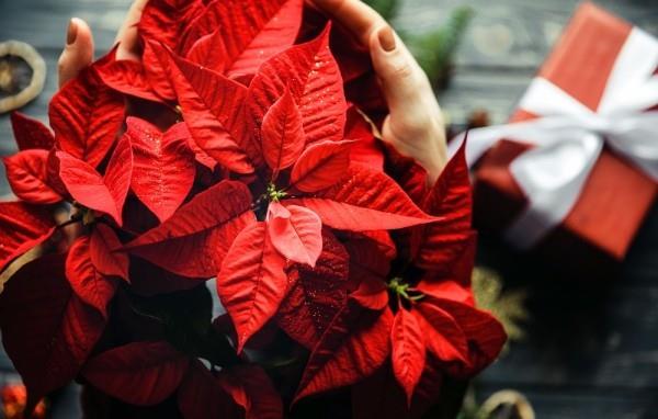 Η Poinsettia δίνει χαρά στο φεστιβάλ