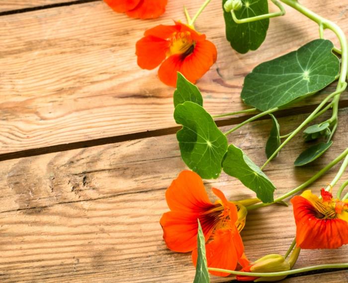 Ποια βότανα ταιριάζουν καλά σε nasturtium