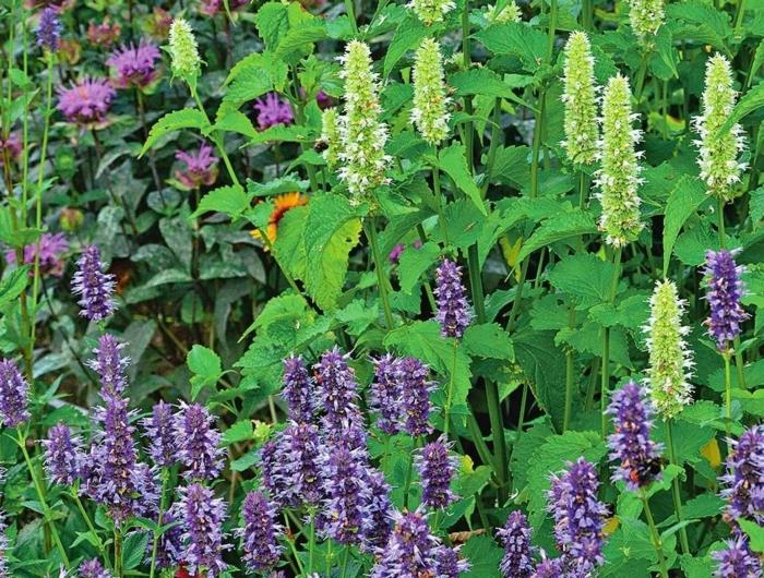 Τι βότανα συνδυάζονται με το catnip