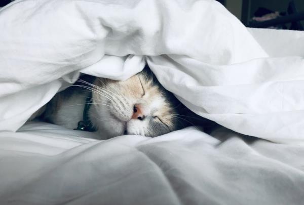 Ποια είναι η καλύτερη θέση ύπνου για εσάς πλεονεκτήματα, μειονεκτήματα και συμβουλές για γάτες που κοιμούνται κάτω από μια κουβέρτα