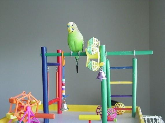 Budgie Playground DIY Bird Toys