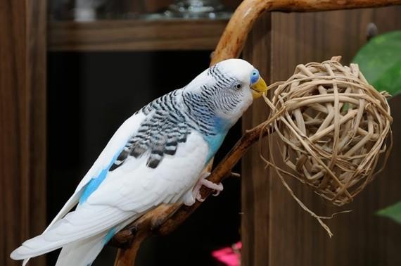 Budgie παιχνίδια DIY παιχνίδια πουλιών μπάλες μπαστούνι