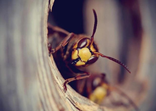 Αφαιρέστε τη φωλιά της σφήκας Sting wasp όταν ο κίνδυνος απειλεί να αμυνθεί