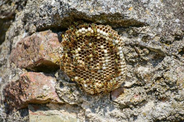 Η φωλιά της σφήκας αφαιρεί πολλές σφήκες από μια φωλιά κηρήθρας σε έναν πέτρινο τοίχο