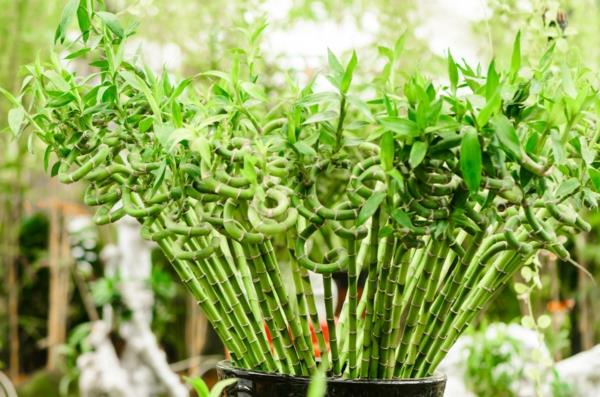 Πώς να φροντίσετε το τυχερό σας φυτό φενγκ σούι από μπαμπού