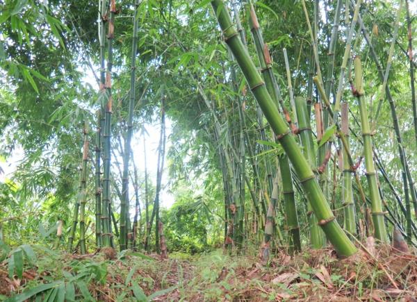 Πόσο γρήγορα μεγαλώνει το μπαμπού δάσος μπαμπού στην Ασία