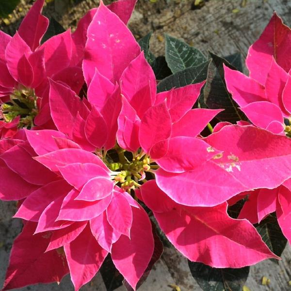 Χειμωνιάτικα ανθισμένα Χριστουγεννιάτικα αστέρια ροζ χειμωνιάτικα φύλλα λουλουδιών