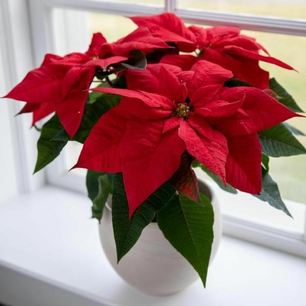 Winter bloomer Χριστουγεννιάτικο αστέρι κόκκινο χειμερινό λουλούδι fanster