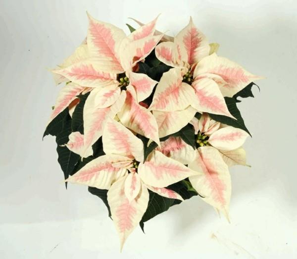 Χειμερινό ανθισμένο αστέρι Χριστουγέννων λευκό ροζ φύλλα χειμερινό λουλούδι