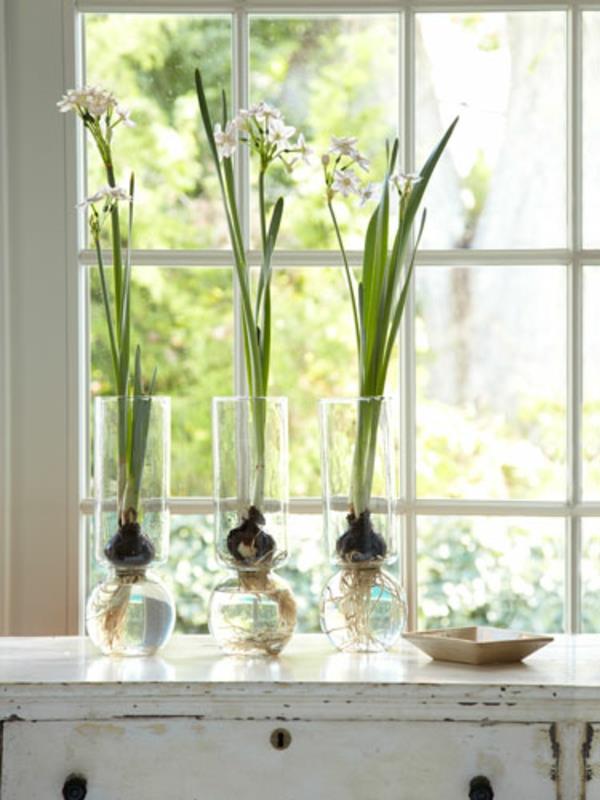 Χειμερινά φυτά φυτρώνουν βολβοί παράθυρο λουλουδιών