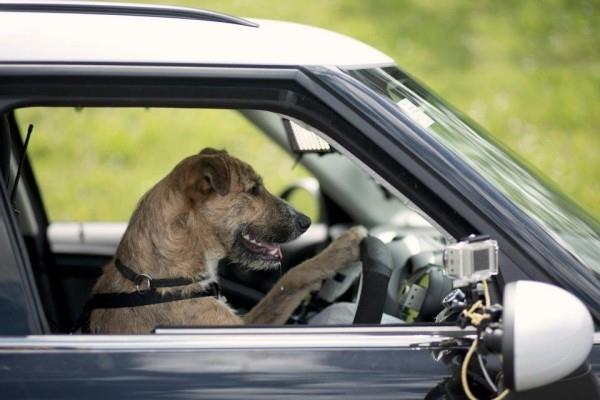 Οι επιστήμονες έχουν διδάξει τους αρουραίους να οδηγούν μικροσκοπικά αυτοκίνητα για να οδηγούν σκυλιά -καταφύγια για να οδηγούν αυτοκίνητα