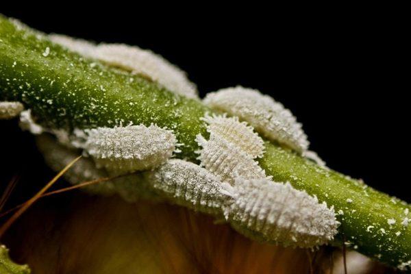 Mealybugs - υπέροχες ιδέες - παράσιτα στον κήπο