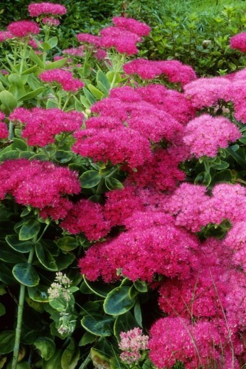 Διακοσμητικό φυτό στον φθινοπωρινό κήπο sedum φυτέψτε όμορφα κοκκινωπό-μοβ λουλούδια