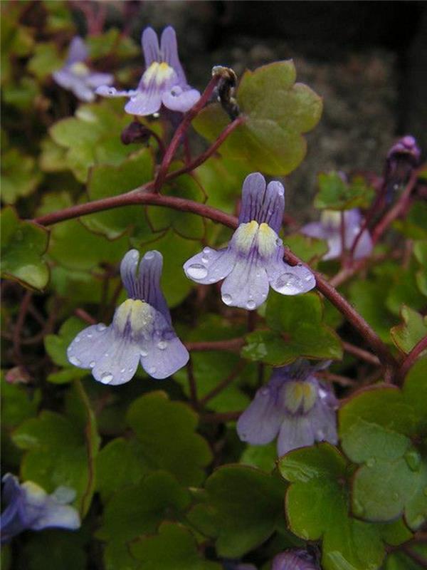 Cymbalaria muralis όμορφα ανοιξιάτικα λουλούδια εικόνες