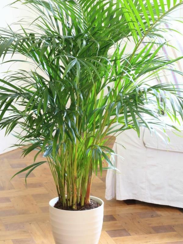 Εσωτερικό φυτό σκιερό φοινικόδεντρο φυτά εσωτερικού χώρου εύκολο στη φροντίδα
