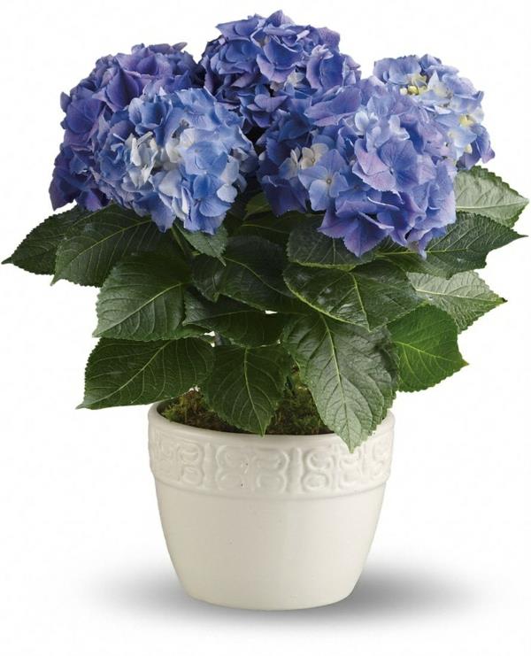Φυτό σπιτιού σκιερή ορτανσία μπλε ανθισμένα φυτά σπιτιού εύκολο στη φροντίδα
