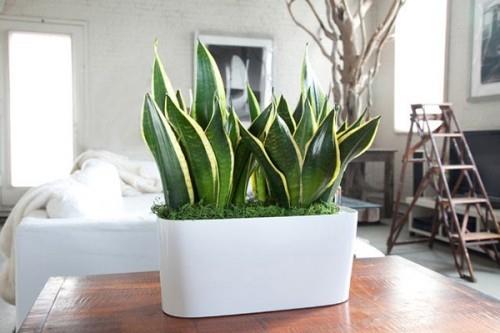 Τα φυτά εσωτερικού χώρου Sansevieria στο υπνοδωμάτιο φαίνονται καλά στη μεγάλη λευκή ζαρντινιέρα