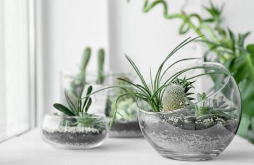 Τα φυτά του σπιτιού χυμώνουν σε γυάλινα δοχεία για να φτιάξετε μόνοι σας ένα terrarium