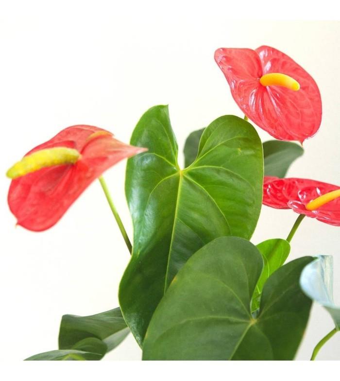 Σπιτικά φυτά ως τυχερή γοητεία Anthurium δημοφιλές τυχερό λουλούδι επιδεικτικά κόκκινα λουλούδια