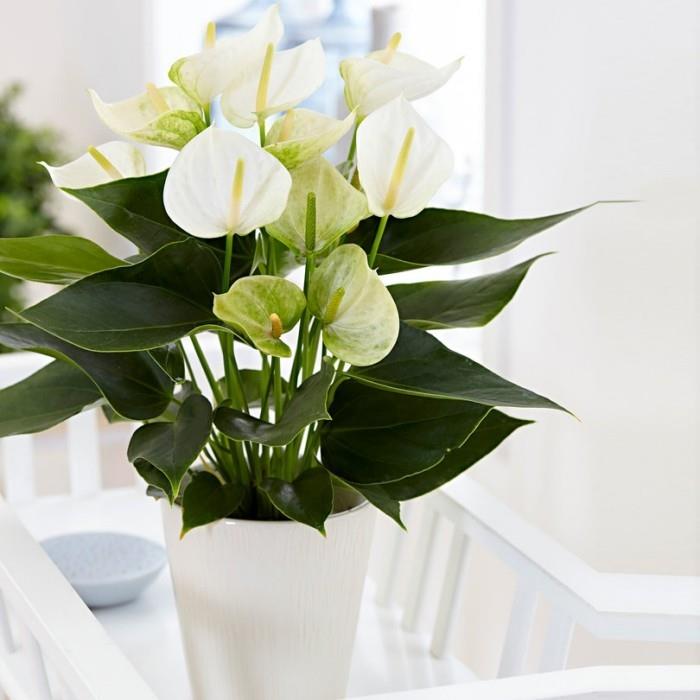 Σπίτι φυτά για καλή τύχη Anthurium κόκκινα λουλούδια γυαλιστερά πράσινα φύλλα
