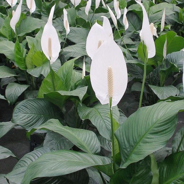 Εσωτερικά φυτά ως μια τυχερή γοητεία μονόφυλλο ή ειρήνη κρίνος λευκά λουλούδια πράσινα επιμήκη φύλλα