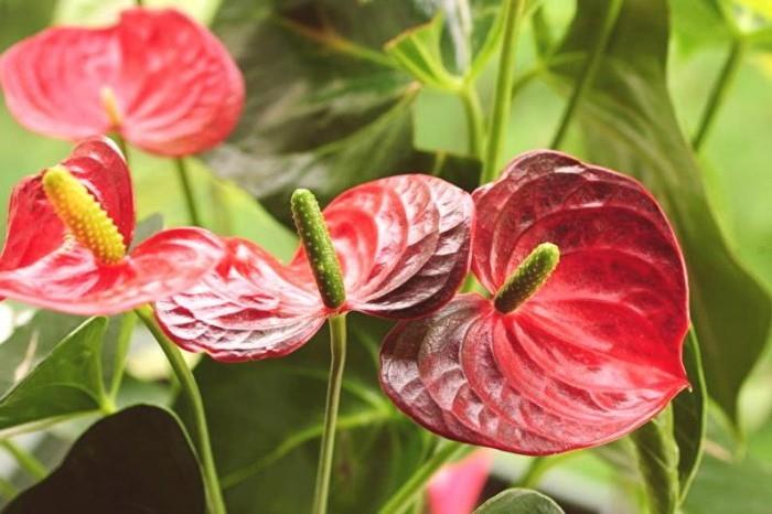 Εσωτερικά φυτά για καλή τύχη λουλούδι φλαμίνγκο κόκκινα λουλούδια υπέροχη θέα