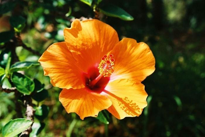 Φυτά εσωτερικού χώρου για καλή τύχη Λουλούδι Ιβίσκου σε σχήμα όμορφα χρωματισμένο σε κορεσμένο πορτοκαλί