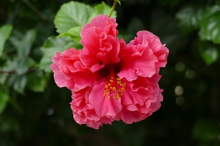 Φυτά εσωτερικού χώρου για καλή τύχη ιβίσκου λεπτό ροζ κόκκινο λουλούδι μαγική δύναμη