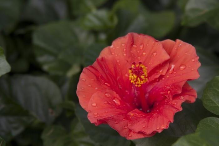 Εσωτερικά φυτά ως τυχερή γοητεία Ο ιβίσκος λεπτό κόκκινο λουλούδι συμβολίζει την παθιασμένη αγάπη