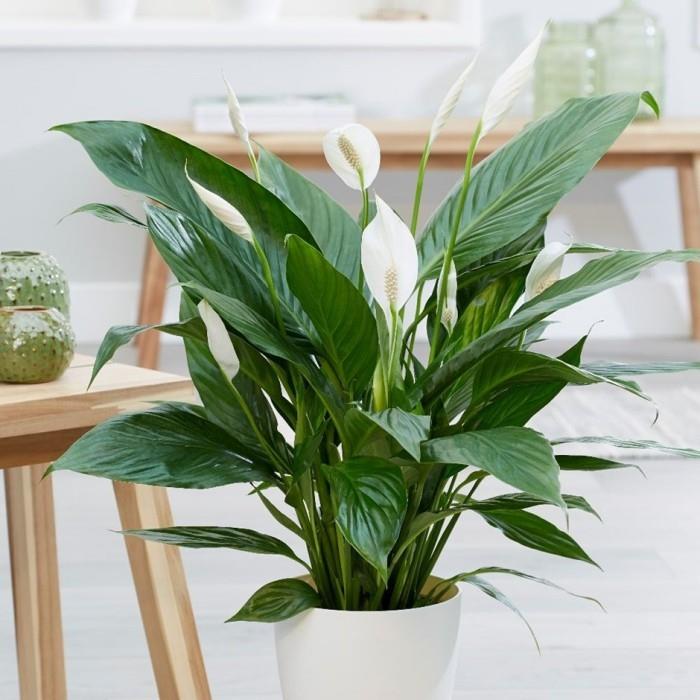 Φυτά εσωτερικού χώρου ως τυχερή γοητεία Φροντίδα για το μόνο φύλλο στο σπίτι Τα λευκά λουλούδια και τα καταπράσινα φύλλα είναι ερωτευμένα
