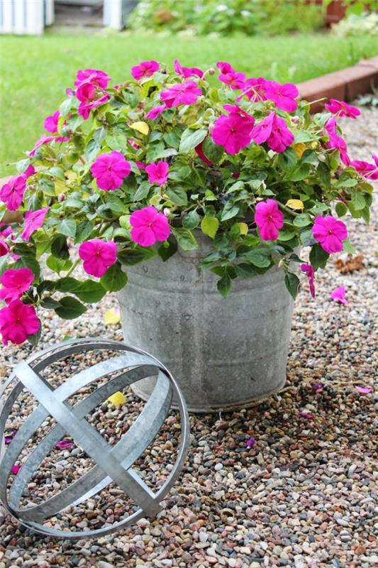Διακόσμηση της μπανιέρας ψευδαργύρου - ιδέες και συμβουλές για μια ρουστίκ διακόσμηση κήπου διακόσμηση κήπου φυτών γκαράνιου