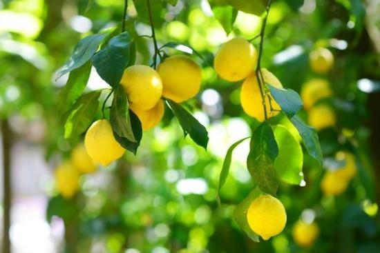 Λεμονιά ώριμα κίτρινα φρούτα στο δέντρο
