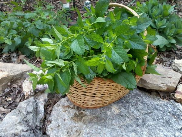 Τσάι από βάλσαμο λεμονιού - ενισχύστε την ασυλία και την ψυχή μέσα από τα δώρα της φύσης Αναγνωρίστε και συγκομίστε το βάλσαμο