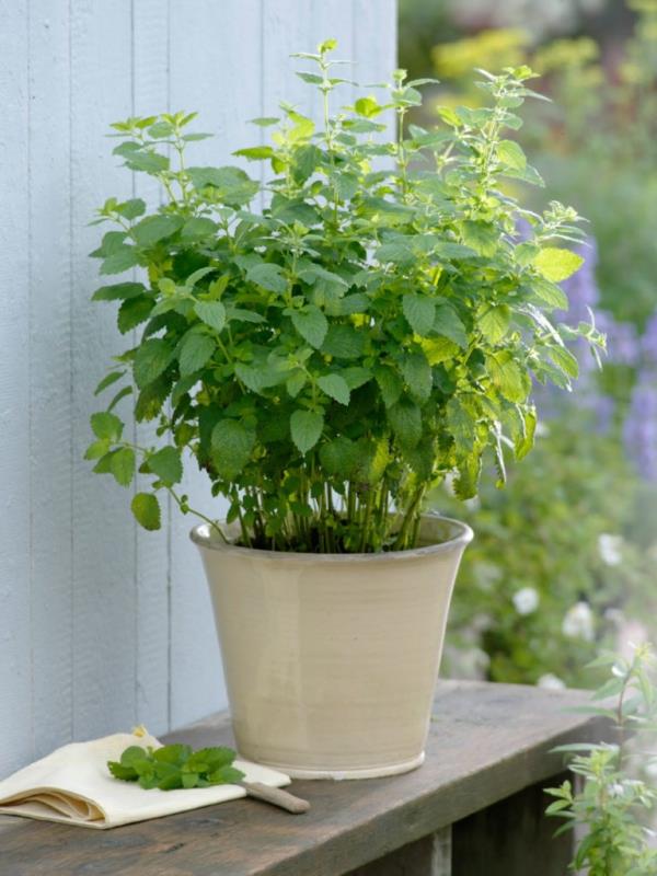 Τσάι από βάλσαμο λεμονιού - ενισχύστε την ασυλία και την ψυχή μέσα από τα δώρα της φύσης βάλσαμο στον κήπο φυτά κατσαρόλα βότανα