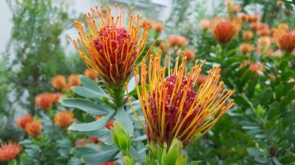Θάμνοι ζάχαρης Protea ανθισμένα πορτοκαλιά χειμωνιάτικα ανθισμένα χειμερινά φυτά