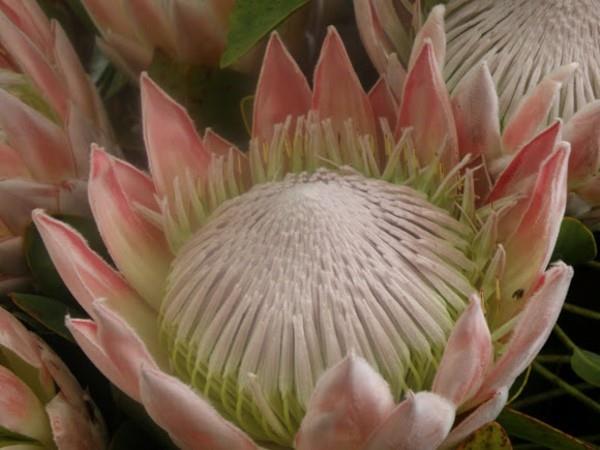 Θάμνοι ζάχαρης Protea ανθίζουν ευαίσθητα ροζ χειμωνιάτικα ανθισμένα χειμερινά φυτά