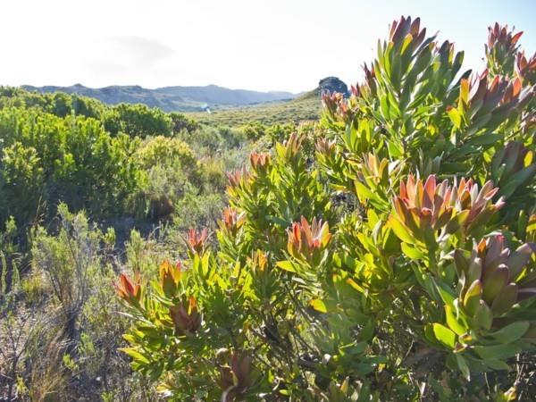 Θάμνοι Ζάχαρης Protea Mountains Χειμερινά Ανθισμένα Χειμερινά Φυτά