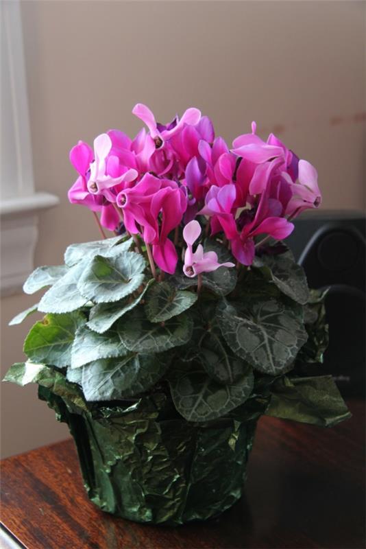 Κυκλάμινα ροζ φυτά εσωτερικού χώρου όμορφες ιδέες διακόσμησης