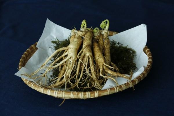 προσαρμογονικές ρίζες ginseng