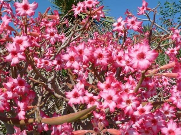 adenium εξωτικό φυτό έρημο τριαντάφυλλο