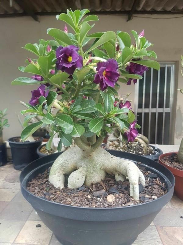 adenium έρημο τριαντάφυλλο μοβ λουλούδια