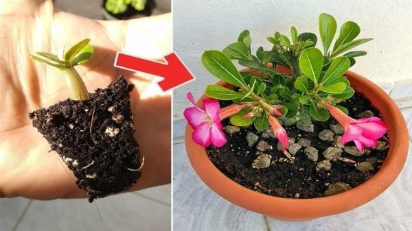 adenium έρημο τριαντάφυλλο πολλαπλασιάζεται