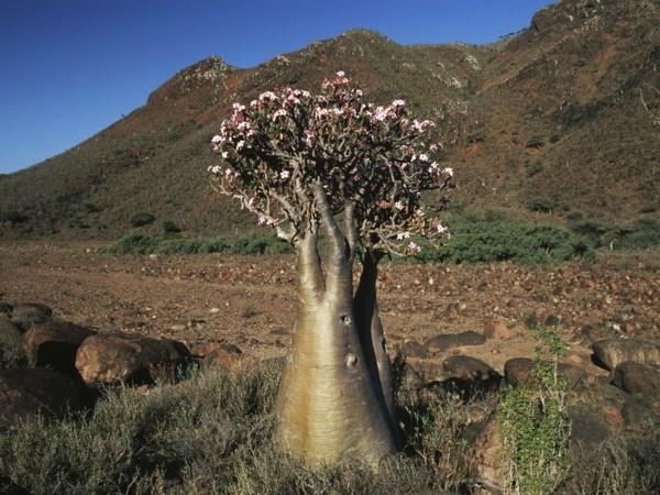 εξωτικό φυτό adenium rose rose