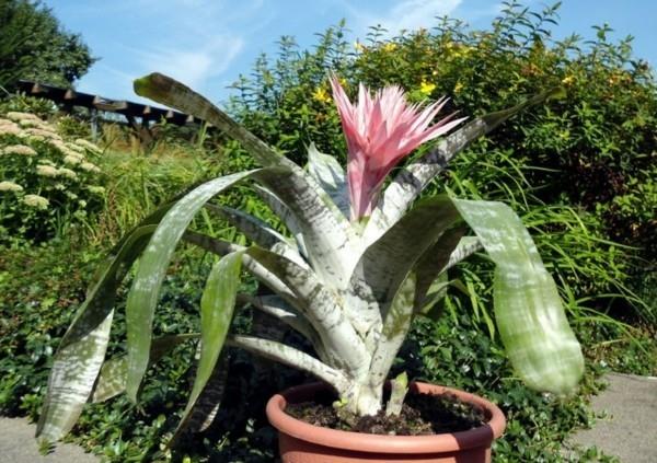 φυτό aechmea υπαίθριο
