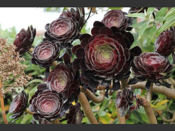 aeonium houseplants pot pot λουλούδια παχύφυτα τέχνη