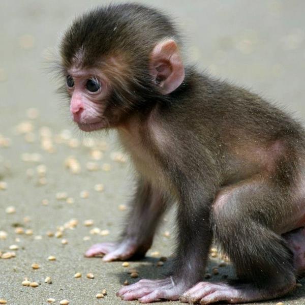 ο πίθηκος ως κατοικίδιο έχει μικρό μωρό