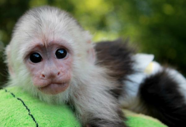 Ως κατοικίδιο, οι πίθηκοι πρέπει να φροντίζουν πράγματα που αξίζει να γνωρίζουν