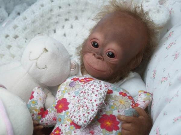 πίθηκος ως μωρό ουρακοτάγκου κατοικίδιου